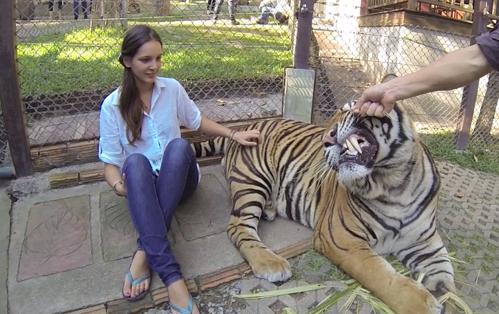 Tiger Kingdom, Video // Chiang Mai Thailand